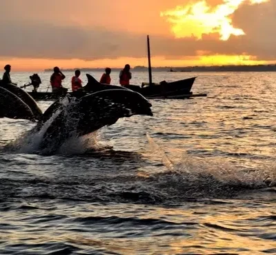 BALI-LOVINA-DOLPHIN-TOURS
