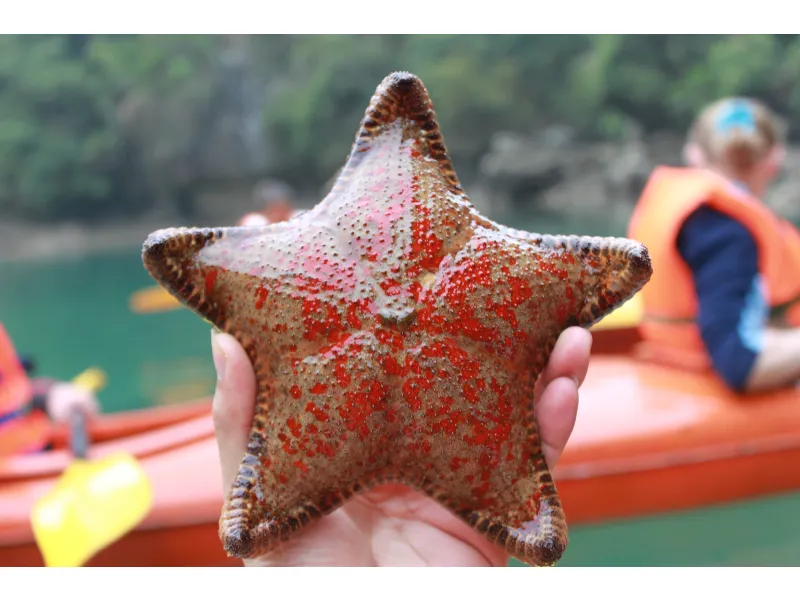 Estrella de mar en mano durante una excursión en kayak en la Bahía de Halong