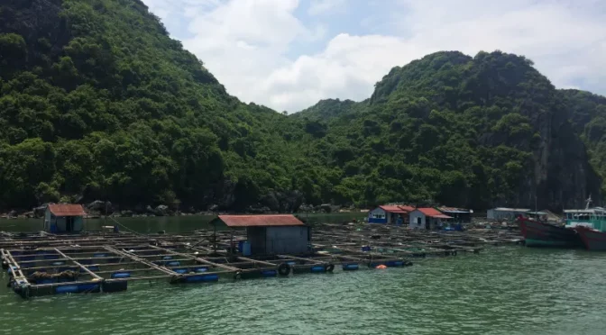 Aldea flotante tradicional con piscifactorías en la bahía de Lan Ha, ejemplo de turismo cultural en Vietnam