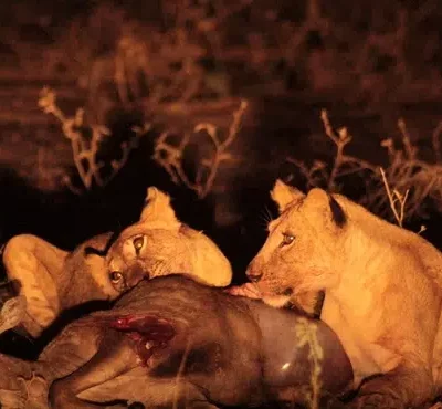Tanzania – Safari Nocturno en Grumeti