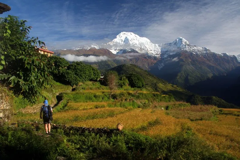 Trekking por arrozales en la región del Annapurna con vistas a montañas nevadas.