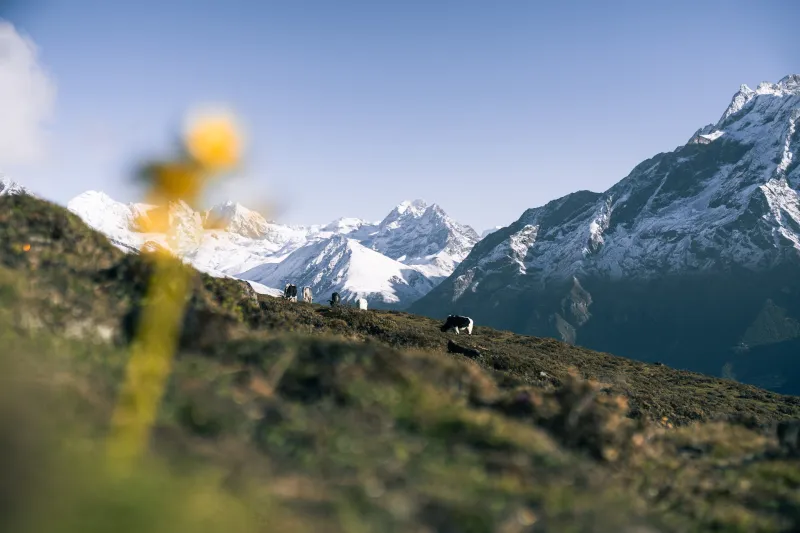 Pastizales con vacas y montañas nevadas del Himalaya en ruta hacia Annapurna.