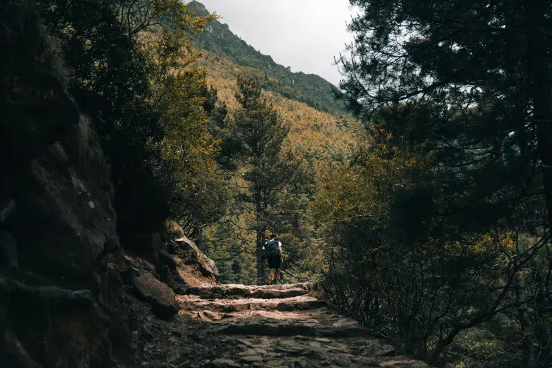 Senderista en bosque montañoso durante trekking en Nepal.