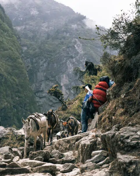 Caravana de mulas con carga en sendero del Himalaya, Nepal.