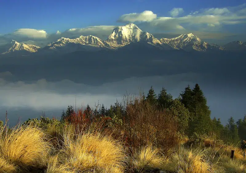 Paisaje del Annapurna con praderas y bosques al amanecer en trekking de Nepal.