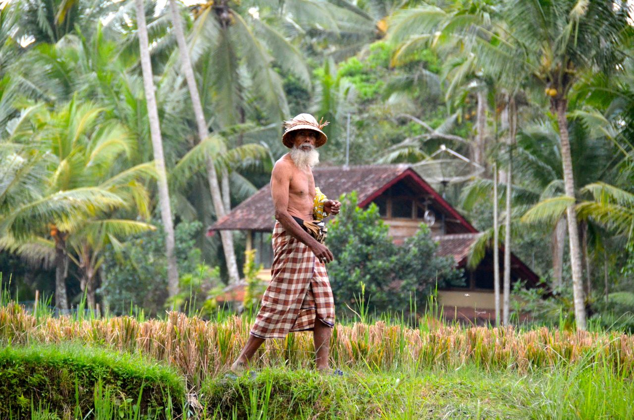hombre mayor con sarong caminando por un arrozal tropical