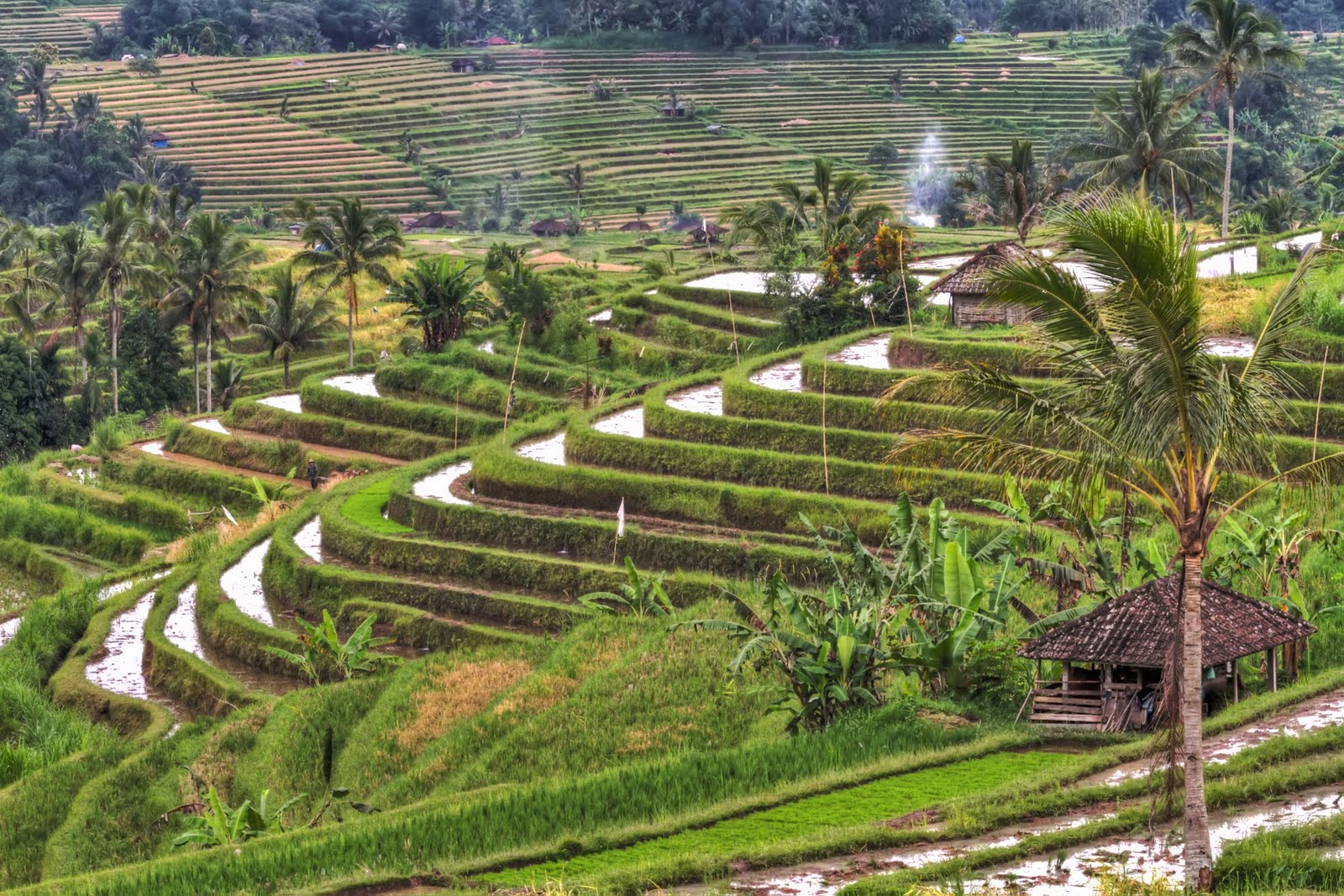 Viaje a Indonesia — terrazas de arroz en bancales verdes, paisaje agrícola tradicional
