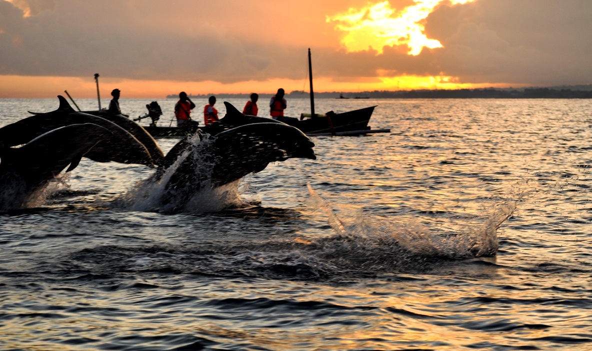 Panorámica Indonesia: avistamiento de delfines al atardecer con turistas en barca
