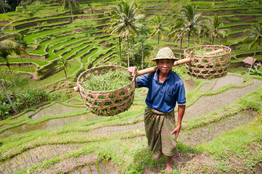 Viaje a Indonesia — agricultor en terrazas de arroz con cestas tradicionales