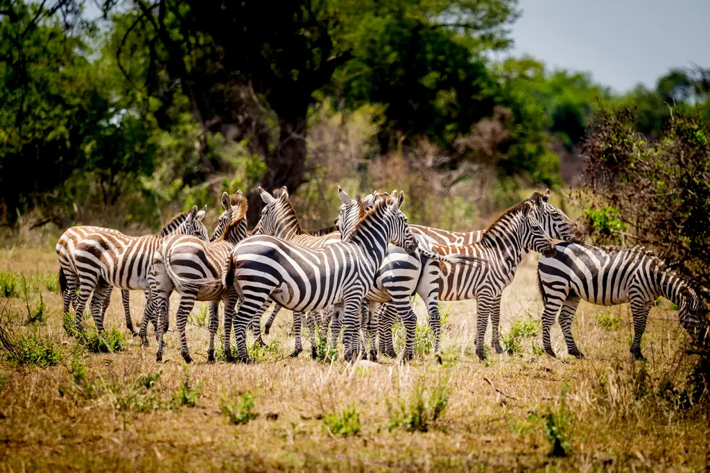Gacelas en las llanuras del Serengeti