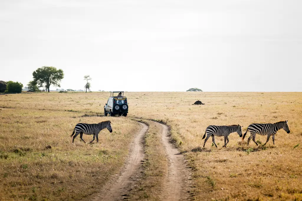 Viaje a medida a Tanzania: safari de lujo en Serengeti y descanso en Zanzíbar