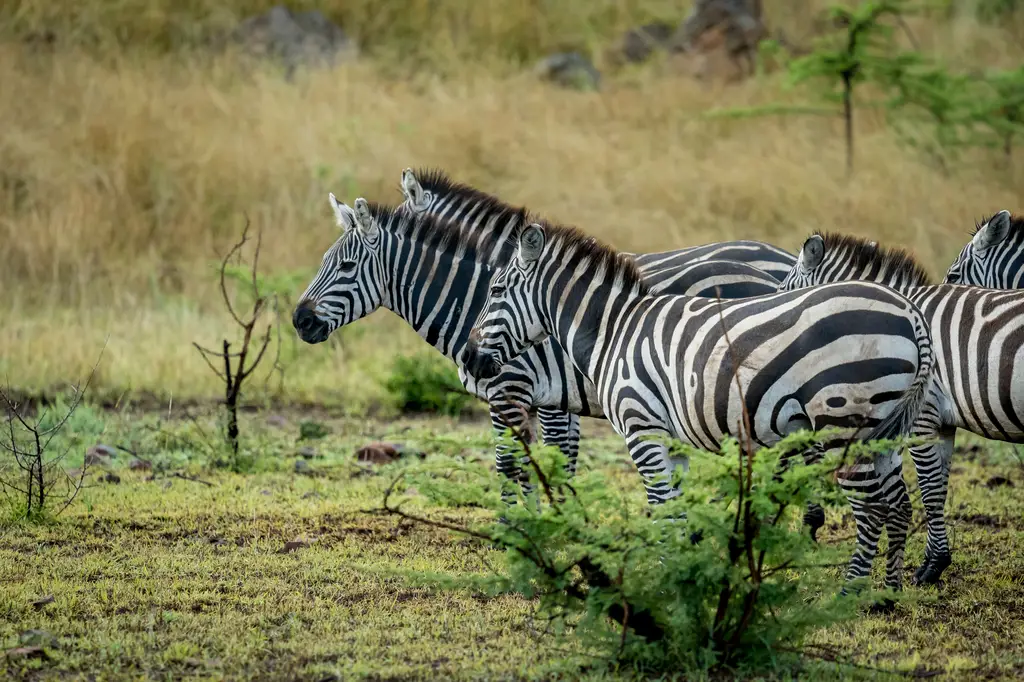 Cráter de Ngorongoro al amanecer