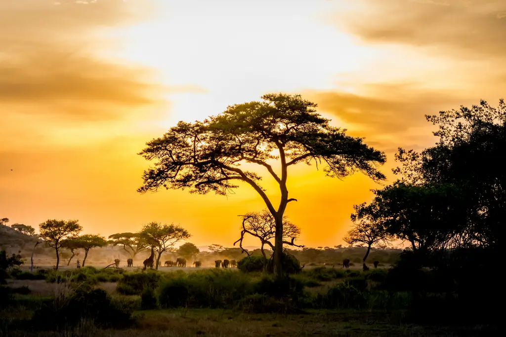 Safari en globo al amanecer sobre Serengeti
