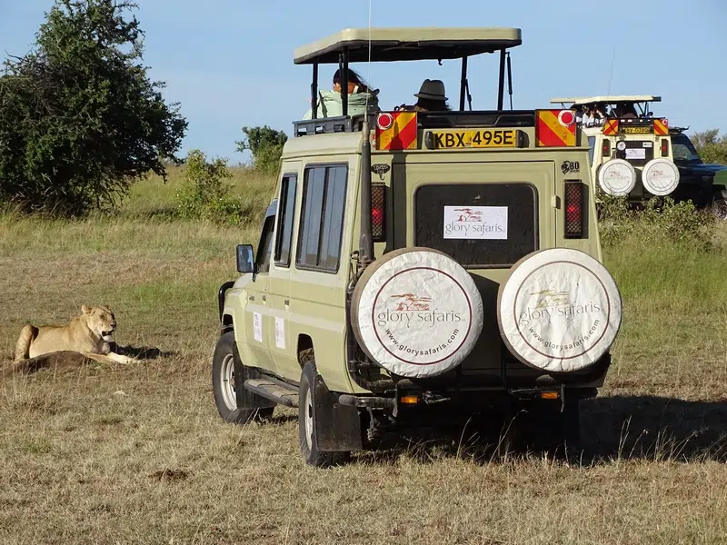 Convojo de vehículos en Maasai Mara, Kenya, observando un león en su hábitat natural.