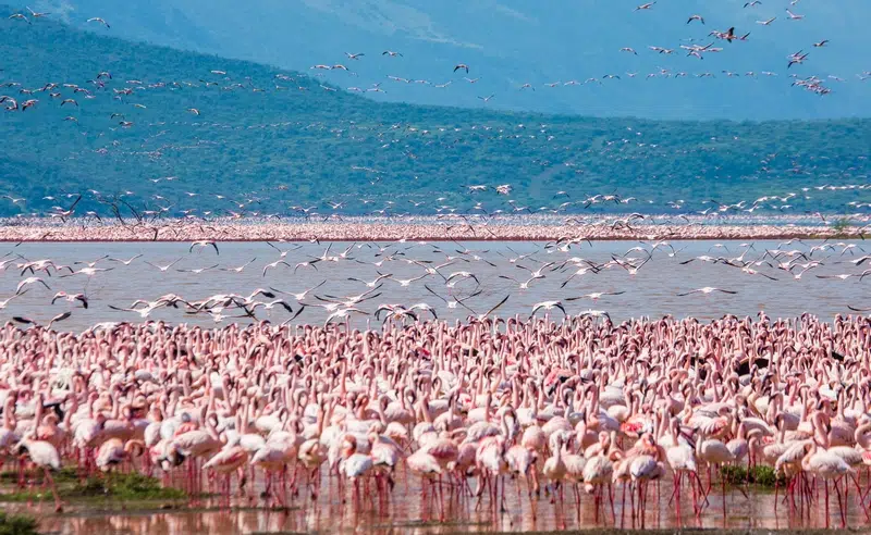 Flamencos rosados en el Lago Nakuru, Kenya, rodeados de paisajes volcánicos.
