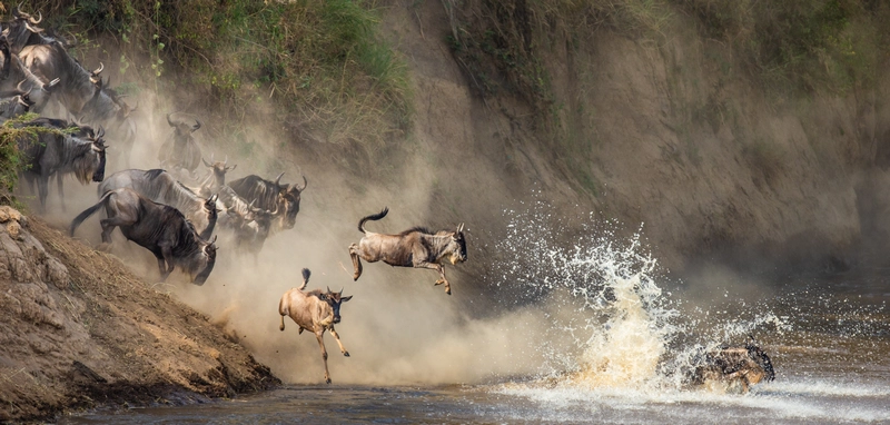Safari en Kenia durante la Gran Migración con manadas de ñus y cebras