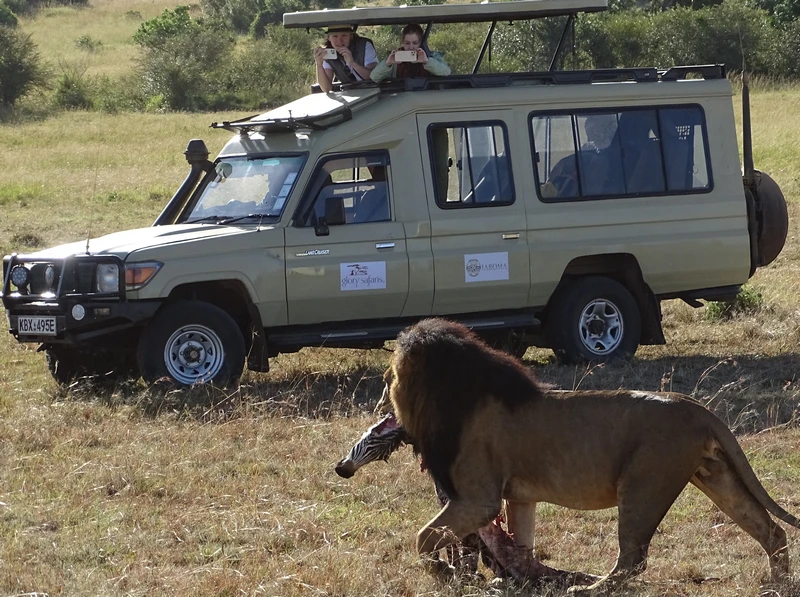 Guepardo en Maasai Mara, Kenya, cazando durante un safari.